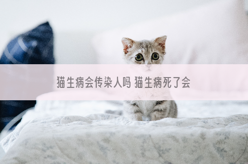 猫生病会传染人吗 猫生病死了会传染人吗