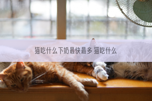 猫吃什么下奶最快最多 猫吃什么下奶最快最多最有效