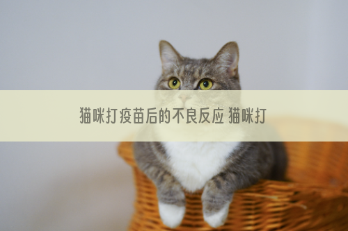 猫咪打疫苗后的不良反应 猫咪打疫苗后的不良反应有什么