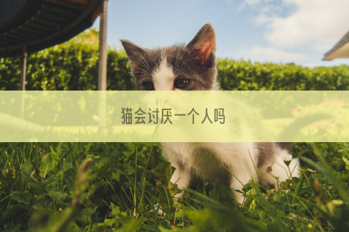 猫会讨厌一个人吗