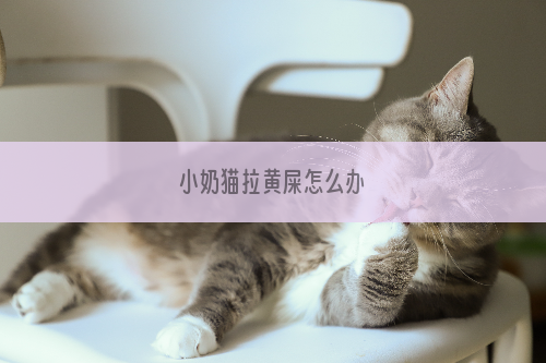 小奶猫拉黄屎怎么办