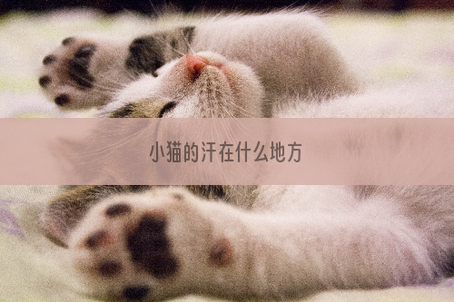 小猫的汗在什么地方