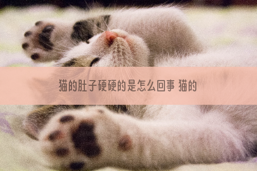 猫的肚子硬硬的是怎么回事 猫的肚子硬硬的还不吃东西