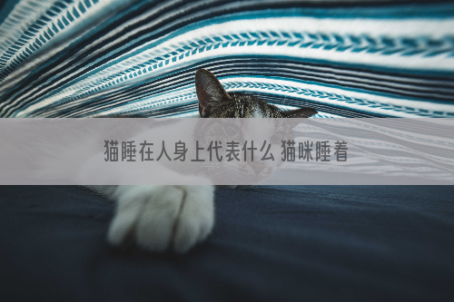 猫睡在人身上代表什么 猫咪睡着人身上的原因