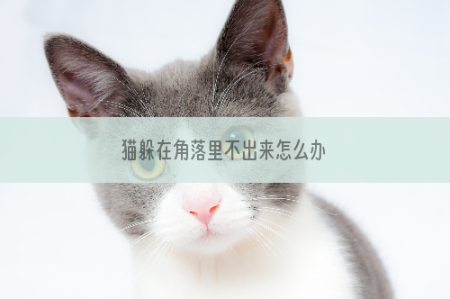 猫躲在角落里不出来怎么办