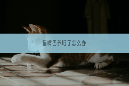 猫嘴巴养叼了怎么办