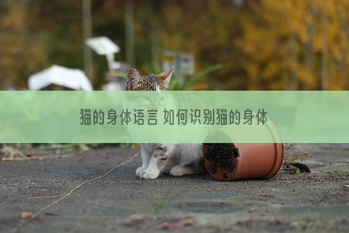 猫的身体语言 如何识别猫的身体语言