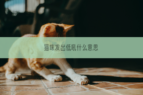 猫咪发出低吼什么意思