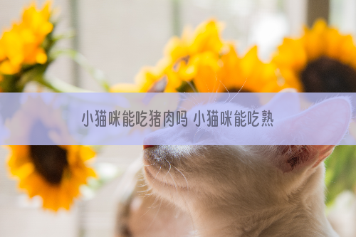 小猫咪能吃猪肉吗 小猫咪能吃熟猪肉吗