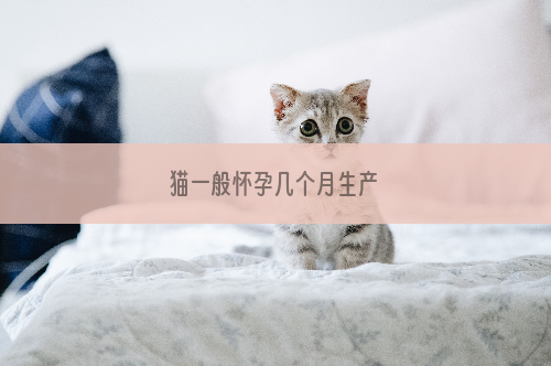 猫一般怀孕几个月生产