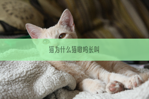 猫为什么猫嗷呜长叫