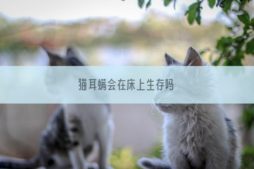 猫耳螨会在床上生存吗