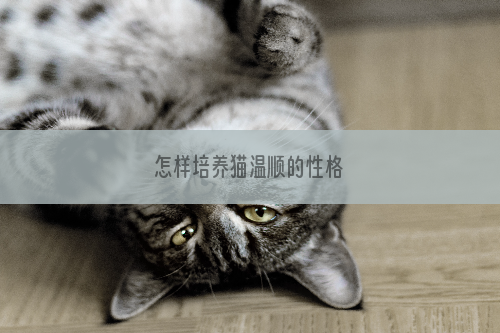 怎样培养猫温顺的性格