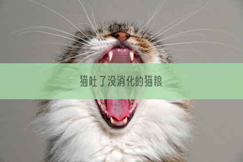 猫吐了没消化的猫粮