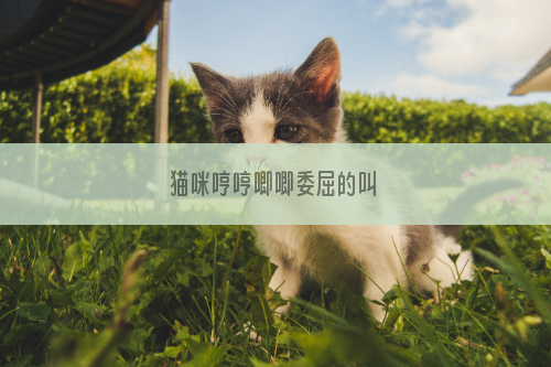 猫咪哼哼唧唧委屈的叫