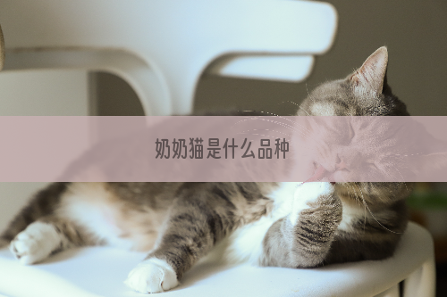 奶奶猫是什么品种