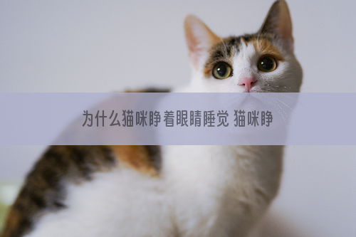 为什么猫咪睁着眼睛睡觉 猫咪睁着眼睛睡觉是怎么回事
