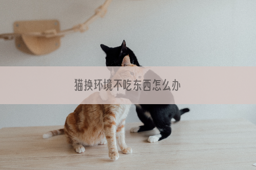 猫换环境不吃东西怎么办