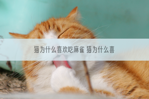 猫为什么喜欢吃麻雀 猫为什么喜欢抓麻雀