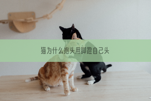 猫为什么抱头用脚蹬自己头
