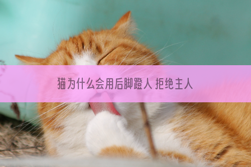 猫为什么会用后脚蹬人 拒绝主人的拥抱