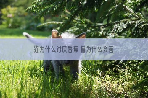 猫为什么讨厌香蕉 猫为什么会害怕香蕉