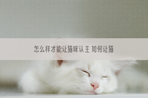 怎么样才能让猫咪认主 如何让猫咪认主人