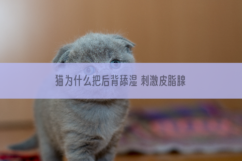 猫为什么把后背舔湿 刺激皮脂腺的分泌