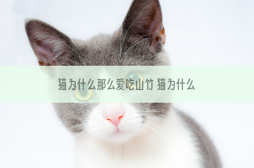 猫为什么那么爱吃山竹 猫为什么喜欢舔山竹皮