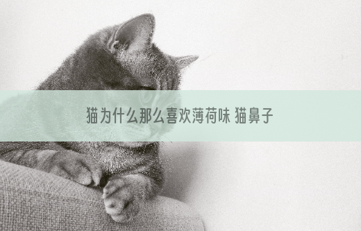 猫为什么那么喜欢薄荷味 猫鼻子上有嗅上皮组织