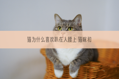 猫为什么喜欢趴在人腰上 猫咪和人关系亲近