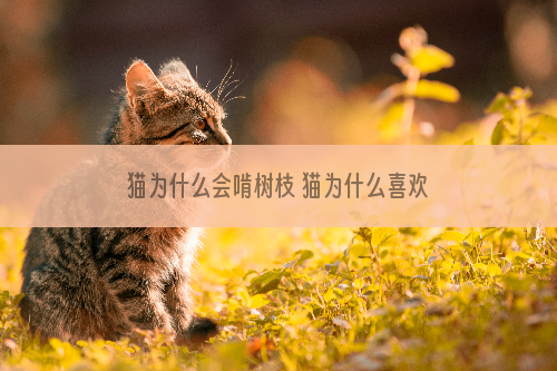 猫为什么会啃树枝 猫为什么喜欢吃树枝花草