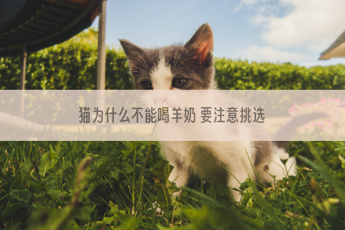 猫为什么不能喝羊奶 要注意挑选适合小猫喝的品种