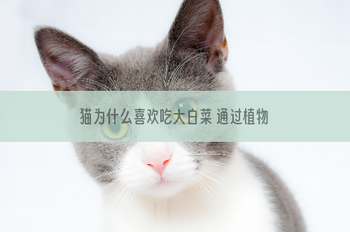 猫为什么喜欢吃大白菜 通过植物纤维刺激肠胃