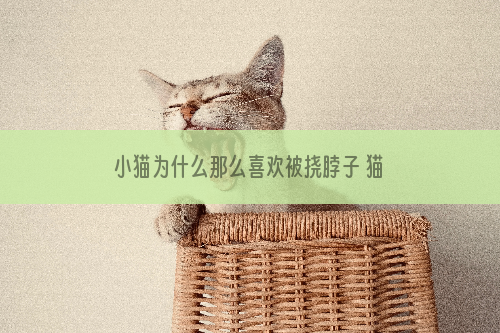 小猫为什么那么喜欢被挠脖子 猫为什么喜欢让我挠脖子