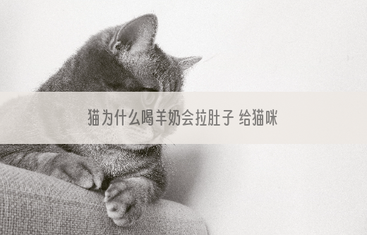 猫为什么喝羊奶会拉肚子 给猫咪吃猫咪专用奶