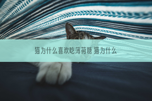 猫为什么喜欢吃薄荷糖 猫为什么喜欢吃薄荷球