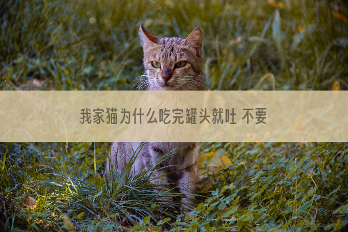 我家猫为什么吃完罐头就吐 不要因为打折囤很多猫罐头