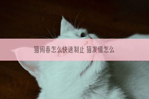 猫闹春怎么快速制止 猫发情怎么抑制