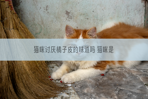 猫咪讨厌橘子皮的味道吗 猫咪是不是讨厌橘子皮
