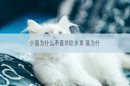 小猫为什么不喜欢吃水果 猫为什么讨厌水果