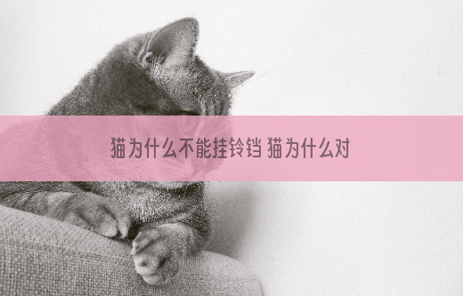 猫为什么不能挂铃铛 猫为什么对铃铛这么敏感