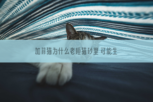 加菲猫为什么老睡猫砂里 可能生病了