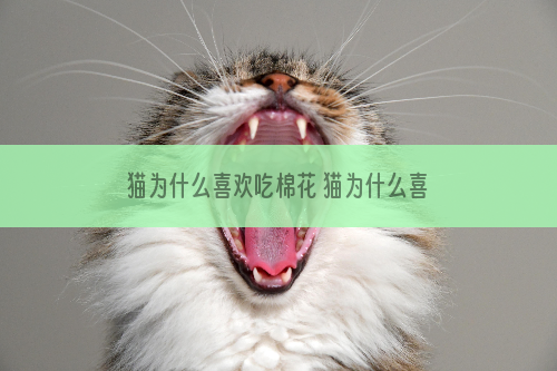 猫为什么喜欢吃棉花 猫为什么喜欢嘬棉花