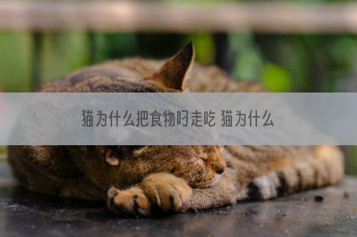 猫为什么把食物叼走吃 猫为什么要把食物叼出碗吃