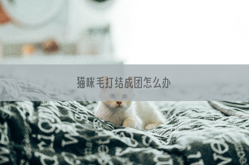 猫咪毛打结成团怎么办