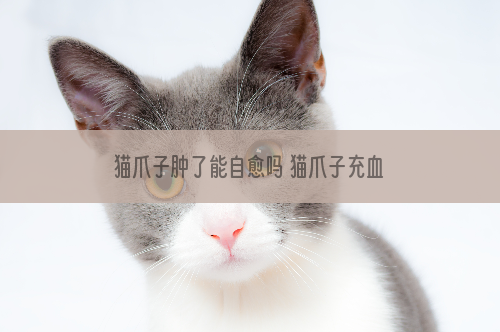 猫爪子肿了能自愈吗 猫爪子充血肿大能自愈么