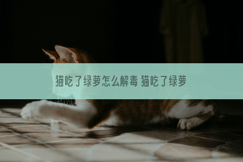 猫吃了绿萝怎么解毒 猫吃了绿萝怎么办