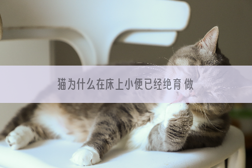 猫为什么在床上小便已经绝育 做了绝育的猫为什么往床上尿