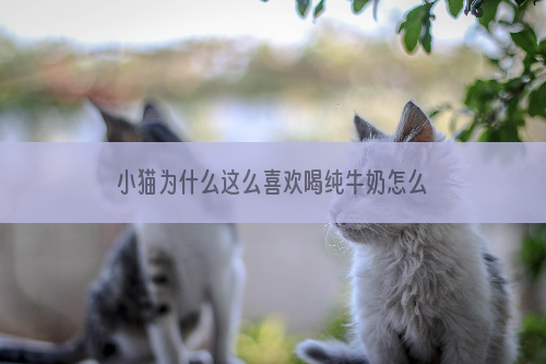 小猫为什么这么喜欢喝纯牛奶怎么办